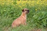 BORDER TERRIER 152
